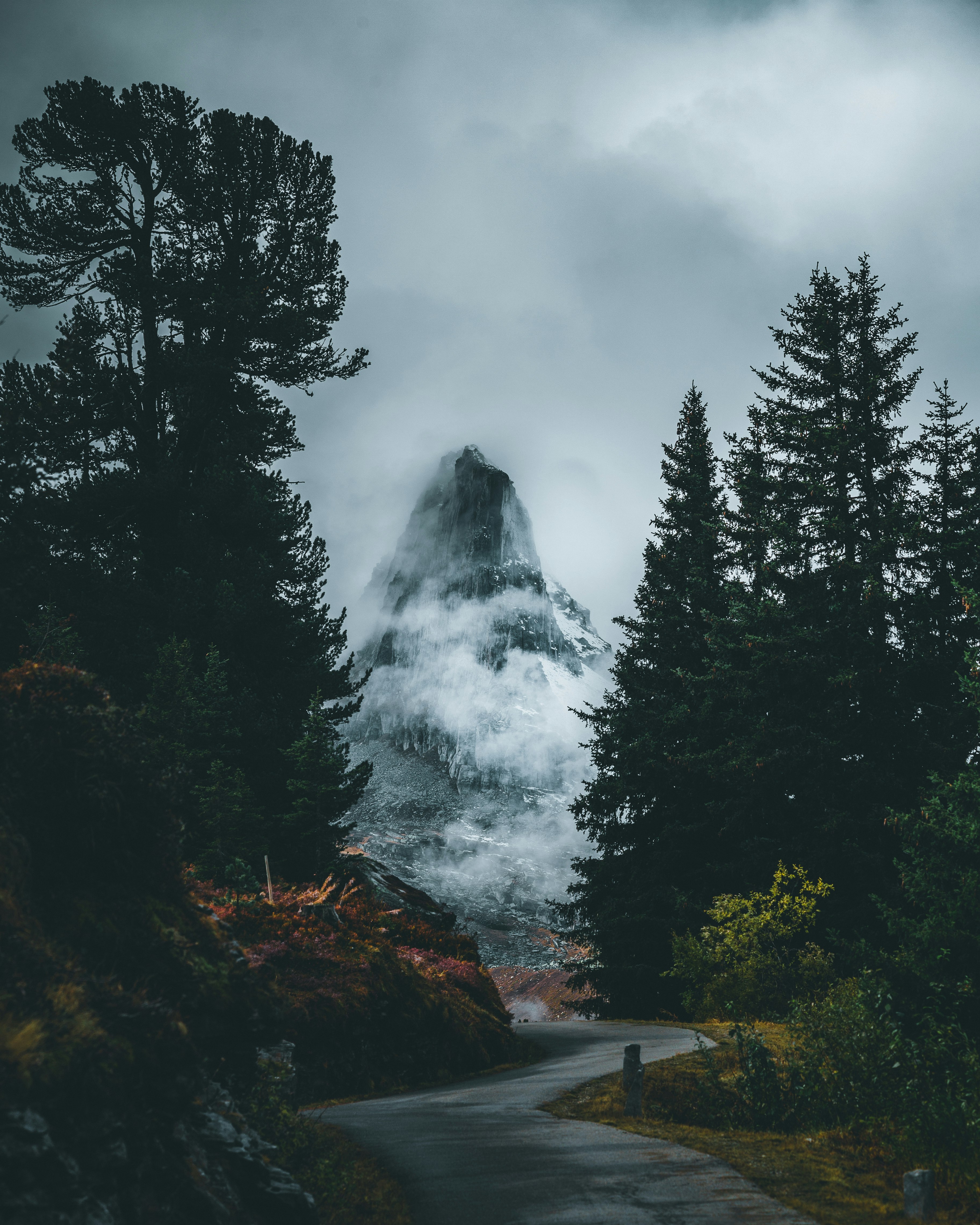 photo of road between trees